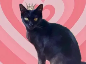 Gato raça SRD-ViraLata idade 1 ano nome Peta 1aninho Linda 