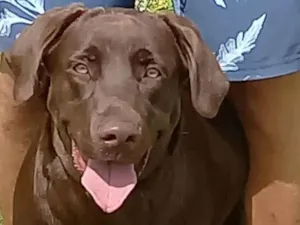 Cachorro raça Labrador idade 1 ano nome Kakau