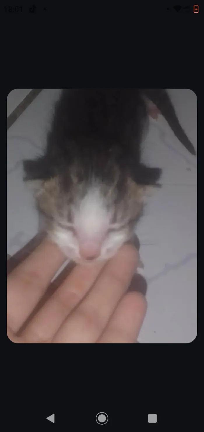 Gato ra a Exótico idade Abaixo de 2 meses nome Sem nomes