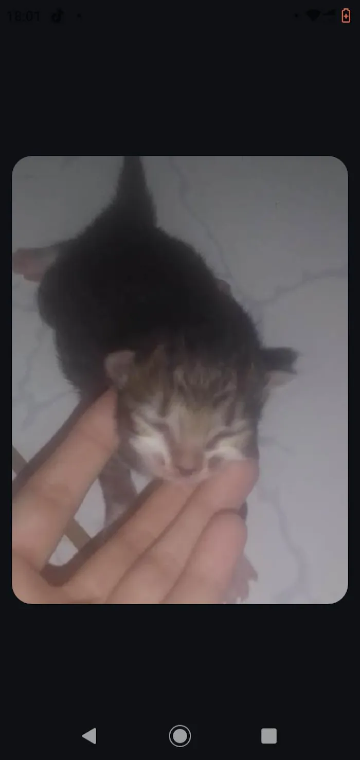 Gato ra a Exótico idade Abaixo de 2 meses nome Sem nomes