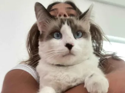 Gato raça Ragdoll idade 3 anos nome val