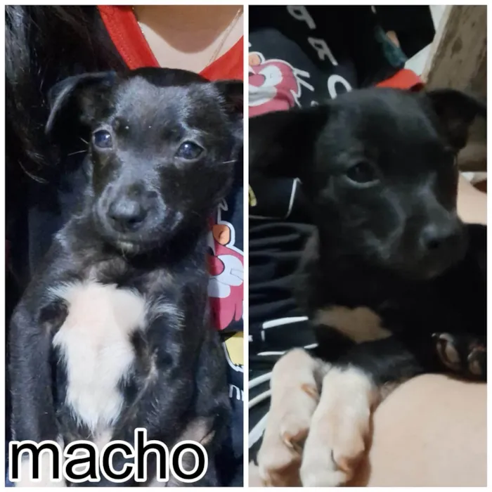 Cachorro ra a SRD-ViraLata idade 2 a 6 meses nome sem nome