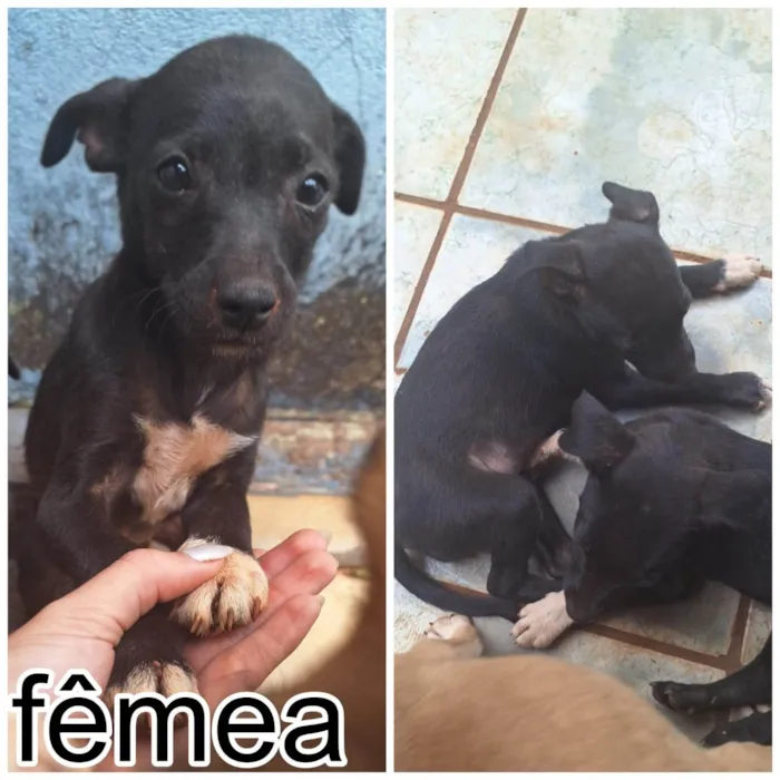 Cachorro ra a SRD-ViraLata idade 2 a 6 meses nome sem nome