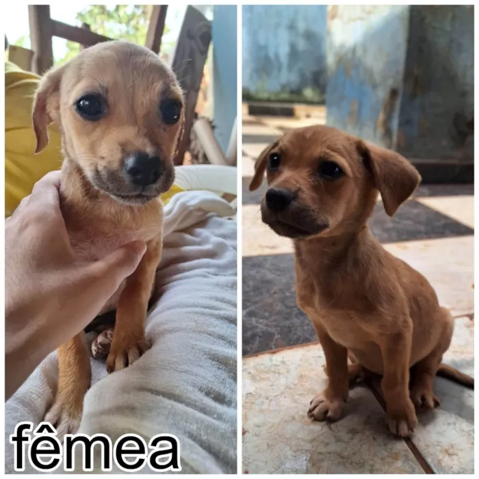 Cachorro ra a SRD-ViraLata idade 2 a 6 meses nome sem nome