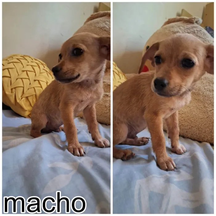 Cachorro ra a SRD-ViraLata idade 2 a 6 meses nome sem nome