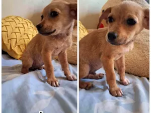 Cachorro raça SRD-ViraLata idade 2 a 6 meses nome sem nome