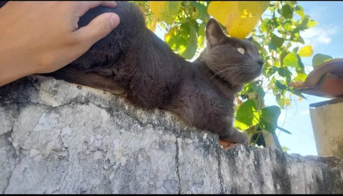 Gato ra a SRD-ViraLata idade 1 ano nome Cinza