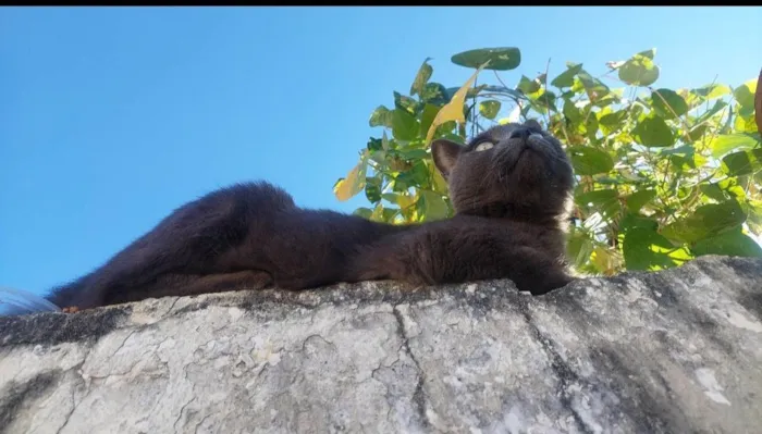 Gato ra a SRD-ViraLata idade 1 ano nome Cinza