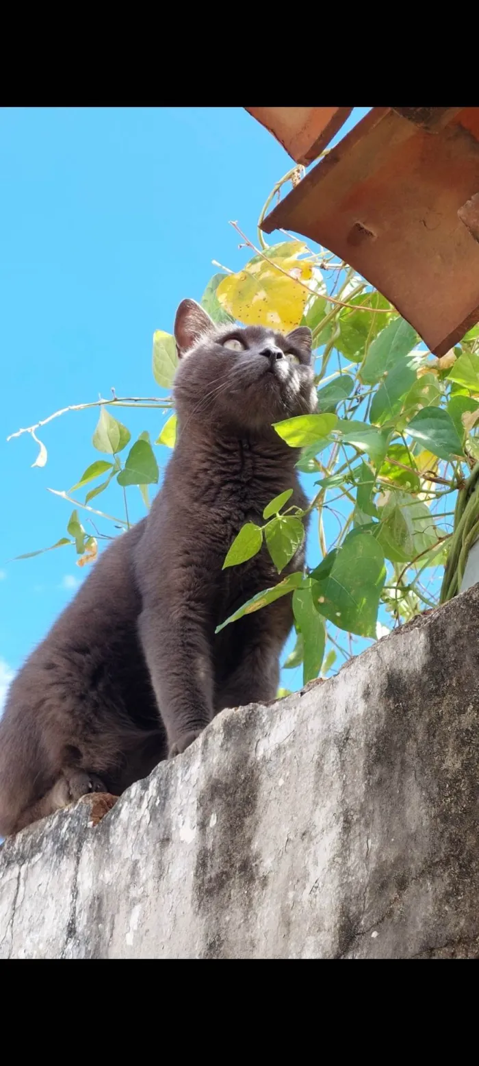 Gato ra a SRD-ViraLata idade 1 ano nome Cinza