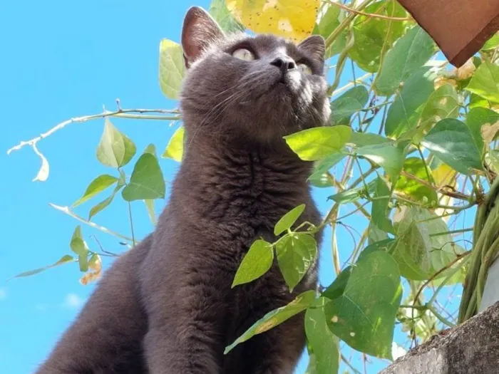 Gato ra a SRD-ViraLata idade 1 ano nome Cinza