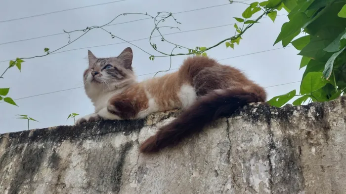 Gato ra a SRD-ViraLata idade 2 anos nome Pirata