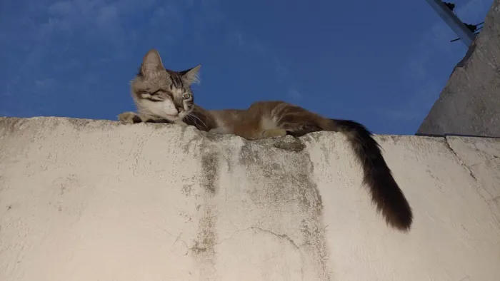 Gato ra a SRD-ViraLata idade 2 anos nome Pirata