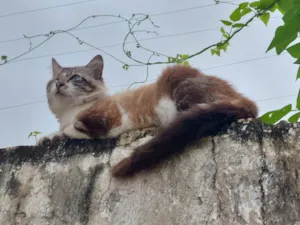 Gato raça SRD-ViraLata idade 2 anos nome Pirata