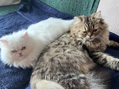 Gato raça Persa idade 7 a 11 meses nome Katy e Alfie