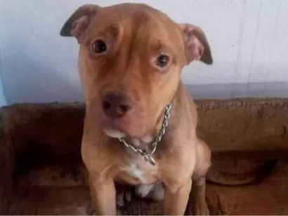 Cachorro raça Pit-Bull idade 2 anos nome Noah 