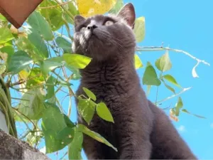 Gato raça SRD-ViraLata idade 1 ano nome Cinza