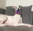 Isabella (Raça: Whippet)