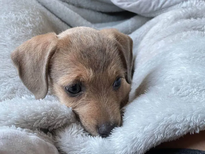 Cachorro ra a SRD-ViraLata idade 2 a 6 meses nome Sem nome ainda