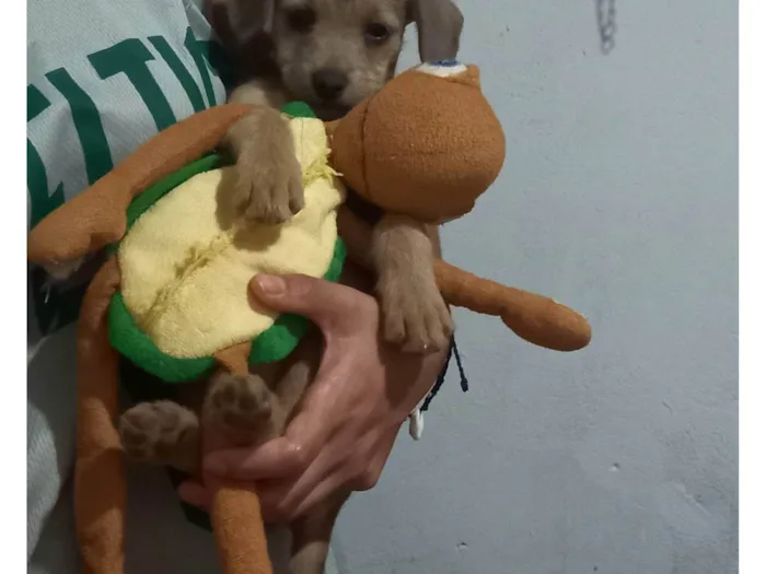 Cachorro ra a SRD-ViraLata idade 2 a 6 meses nome Sem nome ainda