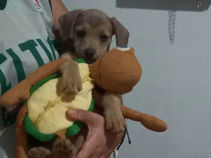 Cachorro ra a SRD-ViraLata idade 2 a 6 meses nome Sem nome ainda