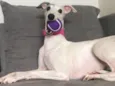Isabella (Raça: Whippet)