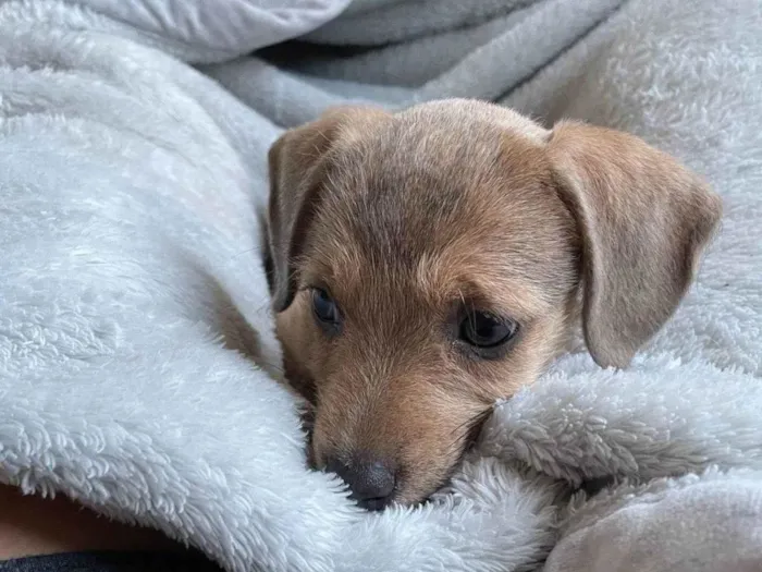 Cachorro ra a SRD-ViraLata idade 2 a 6 meses nome Sem nome ainda