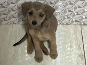 Cachorro raça SRD-ViraLata idade 2 a 6 meses nome Sem nome ainda