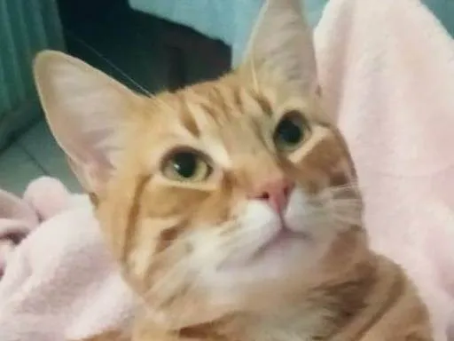 Gato ra a SRD-ViraLata idade 3 anos nome Mufasa