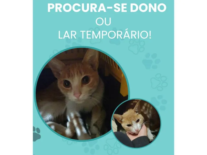 Gato ra a SRD-ViraLata idade 7 a 11 meses nome Gato dócil 