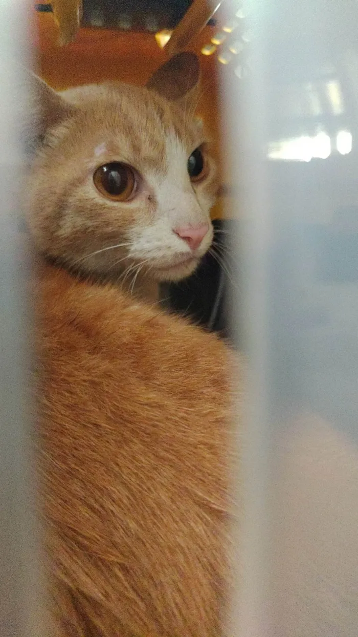 Gato ra a SRD-ViraLata idade 7 a 11 meses nome Gato dócil 