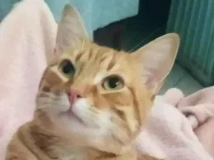 Gato raça SRD-ViraLata idade 3 anos nome Mufasa