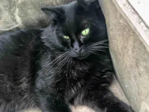 Gato raça SRD-ViraLata idade 6 ou mais anos nome Tobby 