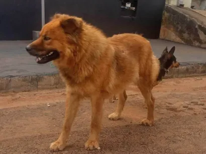 Cachorro raça Chow Chow idade 2 anos nome Sem nome