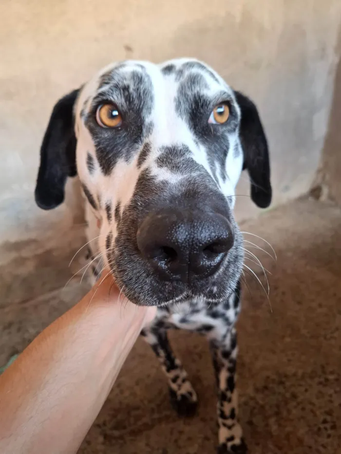 Cachorro ra a Dálmata idade 1 ano nome Jhonny