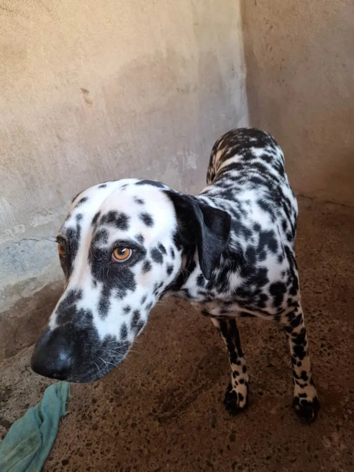 Cachorro ra a Dálmata idade 1 ano nome Jhonny