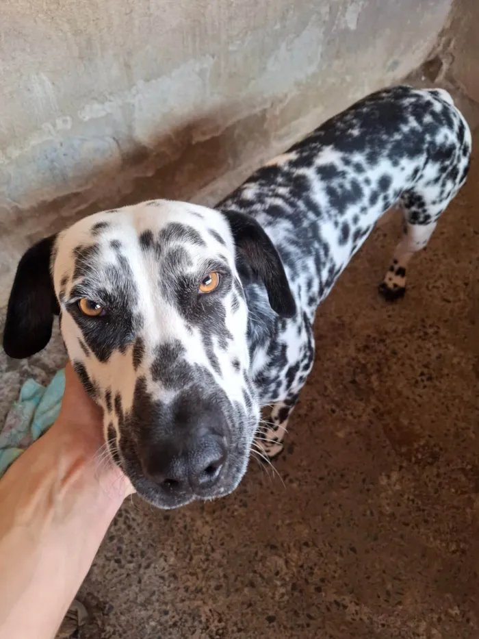 Cachorro ra a Dálmata idade 1 ano nome Jhonny