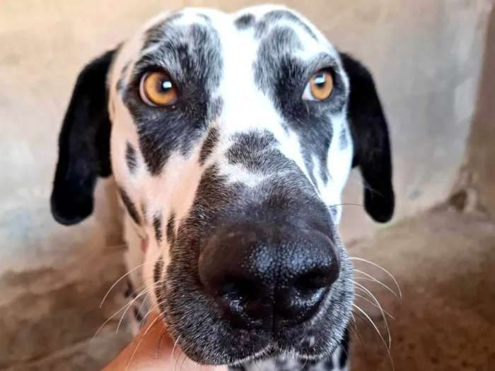 Cachorro ra a Dálmata idade 1 ano nome Jhonny