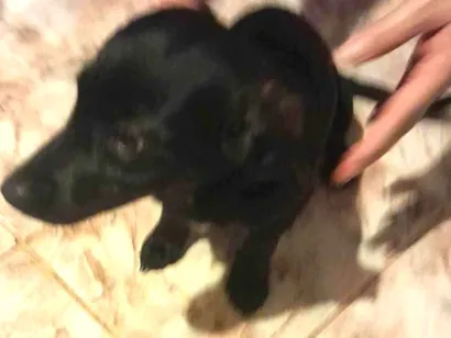 Cachorro raça SRD-ViraLata idade 2 a 6 meses nome Belinha 