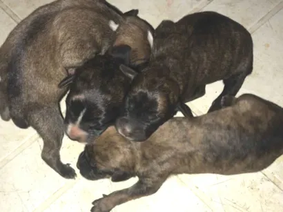 Cachorro raça SRD-ViraLata idade 7 a 11 meses nome  Ping