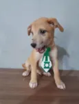Filhotes 2 meses