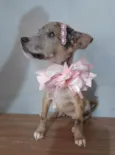 Filhotes 2 meses