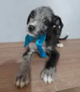 Filhotes 2 meses