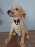 Filhotes 2 meses