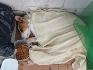 Cachorro raça SRD-ViraLata idade 4 anos nome N sabemos