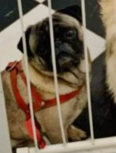 Cachorro ra a SRD-ViraLata idade 3 anos nome PUG MACHO LEGÍTIMO