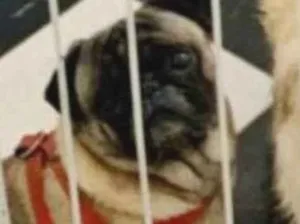 Cachorro raça SRD-ViraLata idade 3 anos nome PUG MACHO LEGÍTIMO