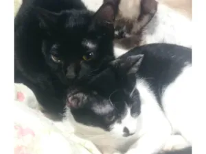 Gato raça SRD-ViraLata idade 7 a 11 meses nome Finn e Fiona