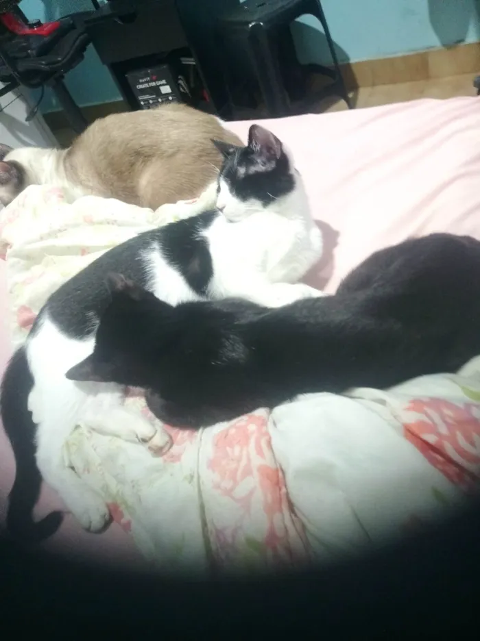 Gato ra a SRD-ViraLata idade 7 a 11 meses nome Finn, Fiona e Margarida