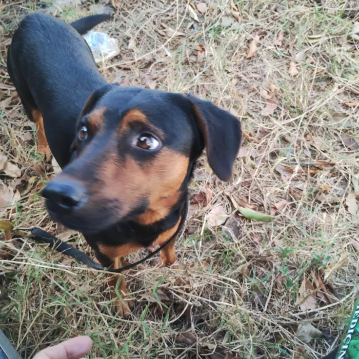 Cachorro ra a SRD-ViraLata idade 1 ano nome Boni