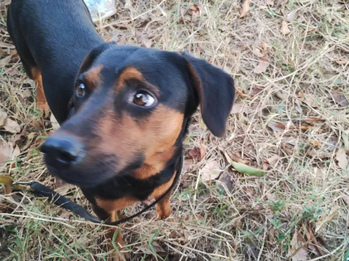 Cachorro ra a SRD-ViraLata idade 1 ano nome Boni